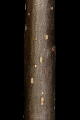 Walnut (Juglans regia). Wintering Twig Detail Closeup