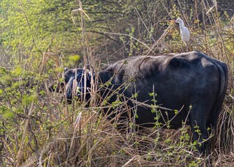 Cattle Heron enjoying ride on a huge buffalo surrounded by branches of trees