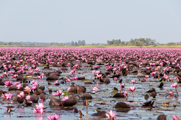 Fototapeta premium Red Lotus Sea blooms all over freshwater lake tales from legend. Udon Thani Thailand. Freshwater for Landscape in morning with fog bright sunlight background along. Tourist attraction beautiful nature
