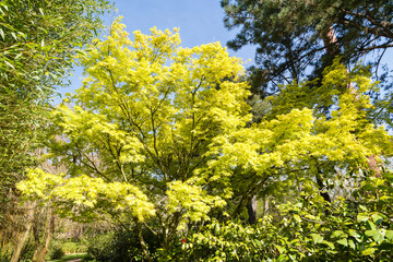 Fototapeta premium Érable avec son feuillage de printemps vert tendre et lumineux, au bord d'une allée dans un parc