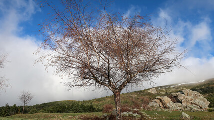 Árbol en collado montaña 