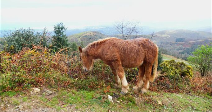 Famous Pottok (wild pony) in the mountains in the Country