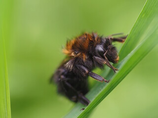 Eine Hummel nach einem Regenschauer auf einem Grashalm