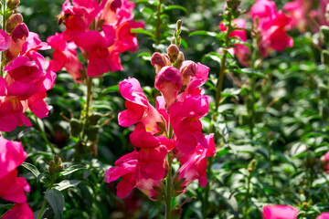 Blooming snapdragon flowers growing in the garden