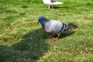 Round and lovely big pigeons in the city square
