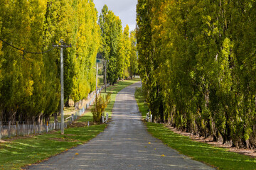 Fototapeta na wymiar Morning view of road with poplar trees on the side.