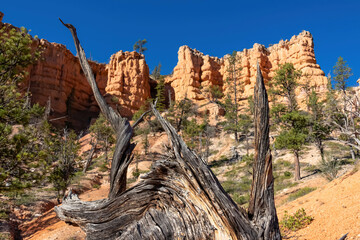 Selective focus on dry tree trunk with panoramic view on sandstone rock formations on Navajo Rim hiking trail in Bryce Canyon National Park, Utah, USA. Hoodoo rocks in unique natural amphitheatre