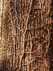 Dry liana stem on tree bark texture flat view