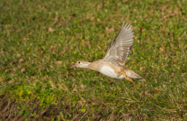 female wood duck Aix sponsa flying with green blur background. possible Leucism the partial loss of...