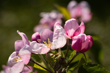 Fototapeta premium Close-up of cherry blossoms in Wiesbaden-Frauenstein - Germany in the Rheingau