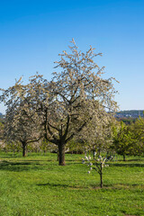Blossoming cherry trees in Wiesbaden-Frauenstein - Germany in the Rheingau