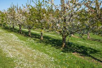 Blossoming cherry trees in Wiesbaden-Frauenstein - Germany in the Rheingau