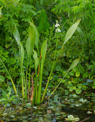 Lance leaf Arrowhead - Sagittaria lancifolia - is commonly found in freshwater marshes and swamps and along streams, ponds, and lakes. This native Florida plant, also know as duck potato