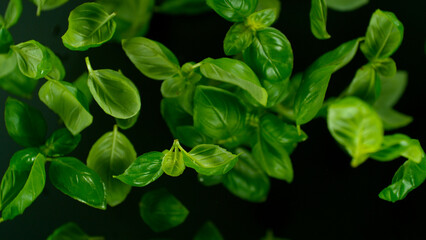 Freeze Motion Shot of Flying Fresh Basil leaves. Top shot.