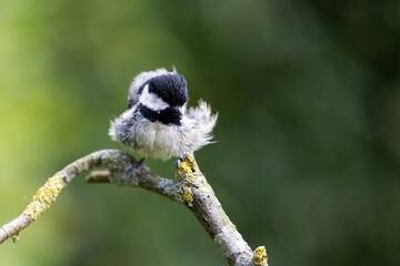 Coal Tit (Periparus ater) with ruffled feathers on a branch with a green foliage background in summer - Yorkshire, UK (June 2022)