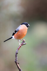 Bird bullfinch. Male Eurasian Bullfinch (Pyrrhula pyrrhula) is handsomely perched a the top of a twig. Yorkshire, UK in February