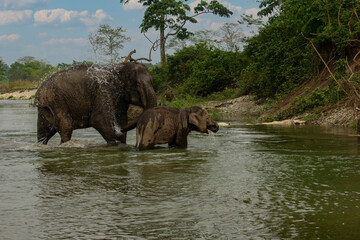 Fototapeta premium A baby elephant enjoying bath with his mother in river at Garumara National park, West Bengal, India..