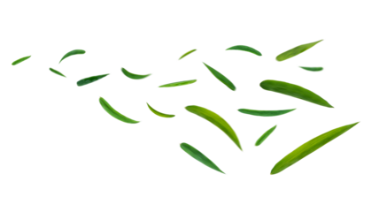 Green leaves flying in the air isolated on background.