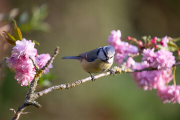 Blue Tit (Cyanistes caeruleus) perched amongst beautiful pink springtime blossom -  Yorkshire, UK (April 2022)