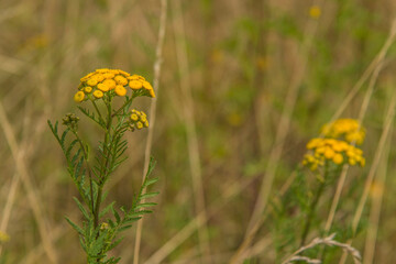 Fleurs sauvages dans la campagne bourguignonne à Montchanin-le-Haut, Saône-et-Loire, France