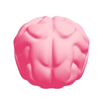 Human brain Anatomical Model