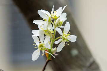 開花したジューンベリーの花