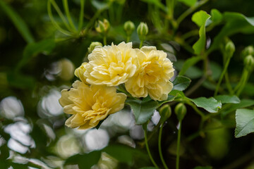 開花したモッコウバラの花