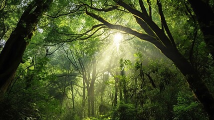 A green forest canopy, with shafts of light streaming through the leaves.
