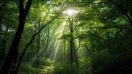A green forest canopy, with shafts of light streaming through the leaves. - obrazy, fototapety, plakaty