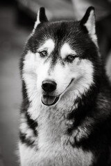 Greyscale vertical shot of the cutest fluffy husky dog looking at the camera