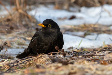 Portrait of Male Common Blackbird or Eurasian Blackbird (Turdus merula) on a Ground Full of Dried Leaves, Twigs and Snow