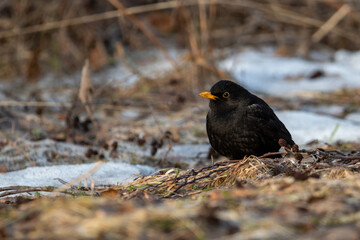 Male Common Blackbird or Eurasian Blackbird (Turdus merula) on a Ground Full of Dried Leaves, Twigs and Snow