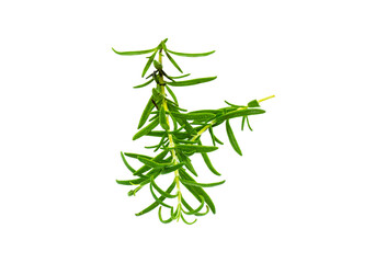 Rosmarinzweig freigestellt