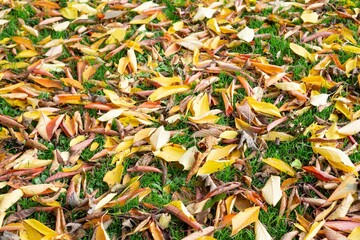 Bright Fall nature scene of yellow and light brown leaves on a green lawn