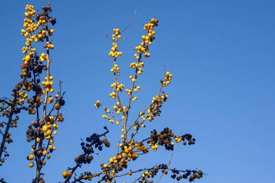 Bright yellow fruits on a tree