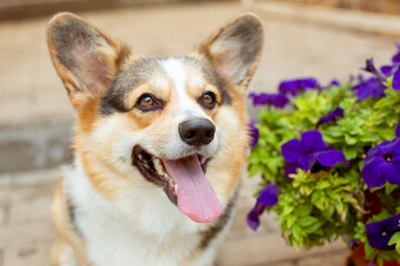 welsh corgi dog on a walk portrait in summer