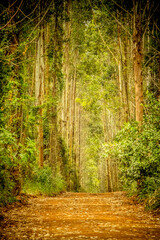 Road through the forest