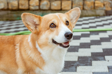 welsh corgi dog on a walk portrait in summer