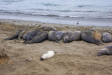 Northern Elephant Seal Mirounga angustirostris on beach in Big Sur along Rt 1 on the Pacific Ocean coast of Big Sur, Monterey county, California, USA, America. Piedras Blancas near San Simeon