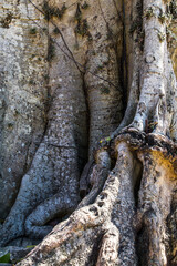 Close-up of fig tree trunk