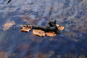 Fototapeta premium Fallen leaves on the surface of the water, closeup of photo