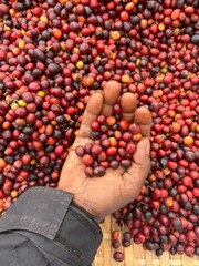 A hand holding and showing coffee cherries drying in the sun in a garden. In Ethiopia, people grow and drink the coffee they grow in their garden. Garden coffee is an Ethiopian tradition.