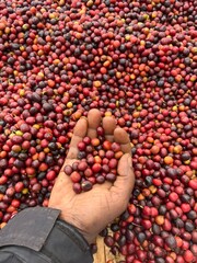 A hand holding and showing coffee cherries drying in the sun in a garden. In Ethiopia, people grow and drink the coffee they grow in their garden. Garden coffee is an Ethiopian tradition.