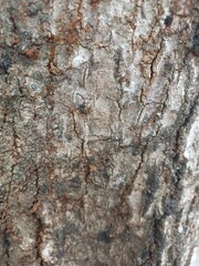 bark of a tree