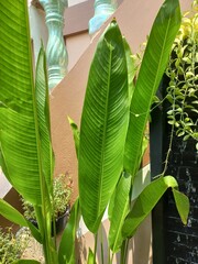 Obraz premium banana tree in the garden