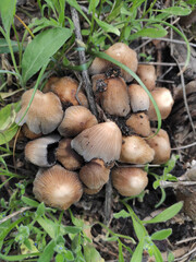 mushrooms in the forest