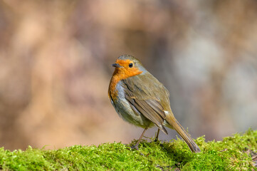 Eurasian Robin, Erithacus Rubecula, Perched on a moss covered tree branch, Winter, front view, looking left