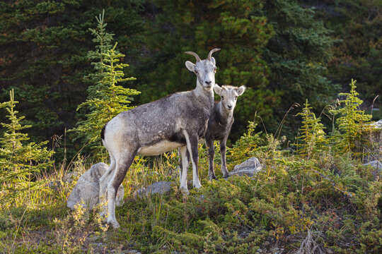 Stone Sheep (Ovis dalli stonei); ewe with lamb in forest, Stone Mountain Provincial Park, Canada

