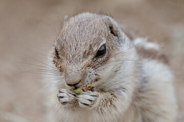 Portrait of a cute chipmunk or African squirrel on Fuerteventura - Canary Islands, Spain.