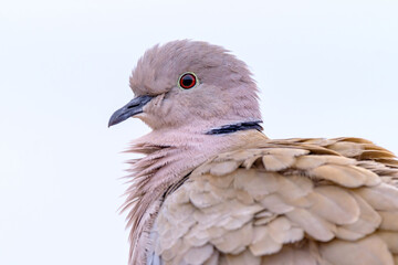 Portrait of a beautiful white dove, also called Eurasian collared dove or ring-necked dove (Streptopelia capicola),  on white background on Fuerteventura, Spain